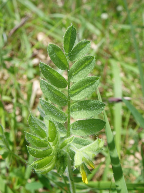 Fabacea: Ornithopus compressus